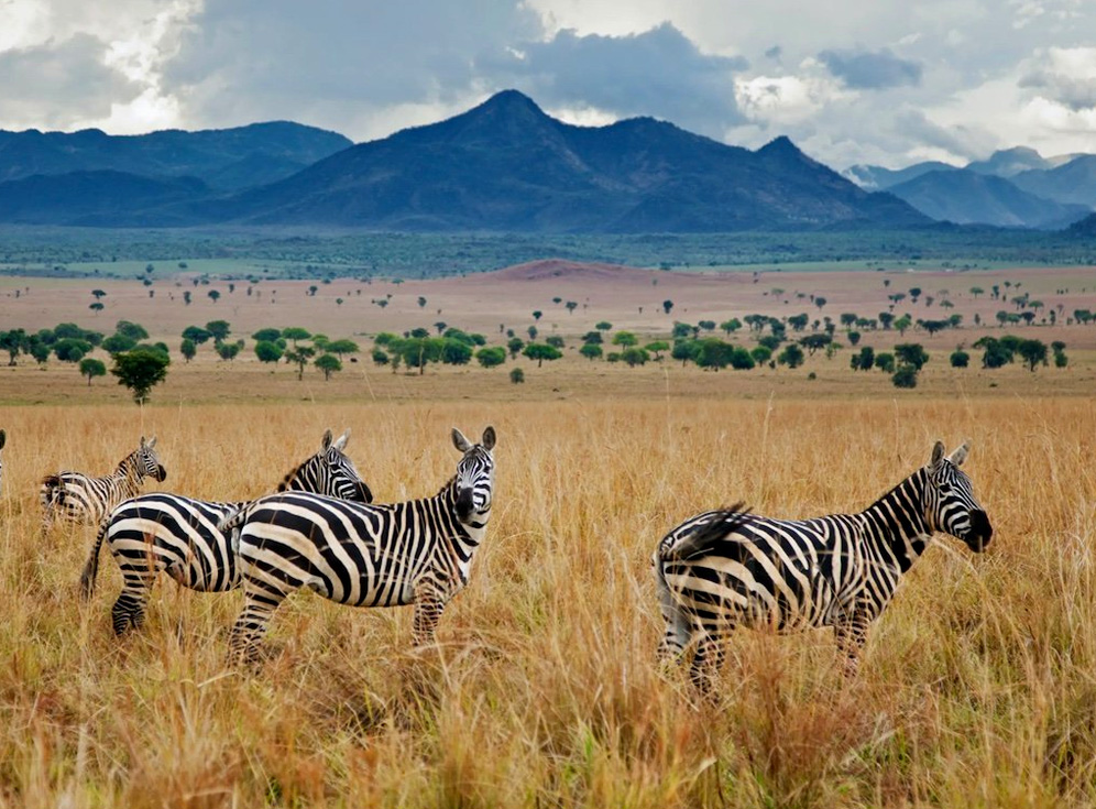 10-day-northern-uganda-kidepo-valley-national-park-safari 10-day-northern-uganda-kidepo-valley-national-park-safari