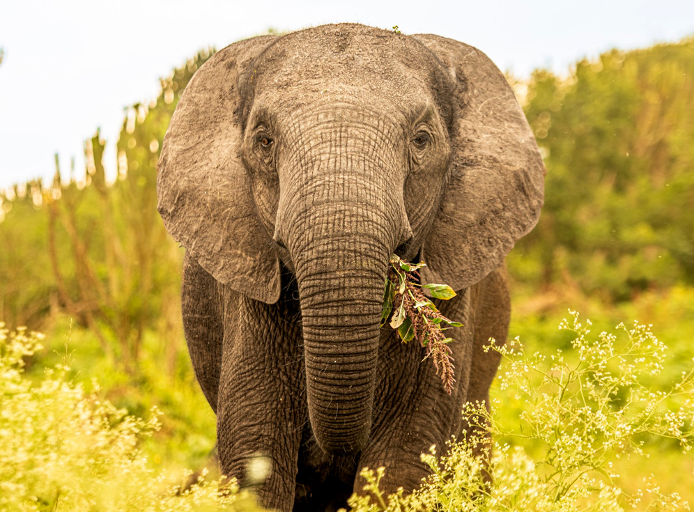 14-days-wildlife-and-gorilla-uganda-adventure 14-days-wildlife-and-gorilla-uganda-adventure