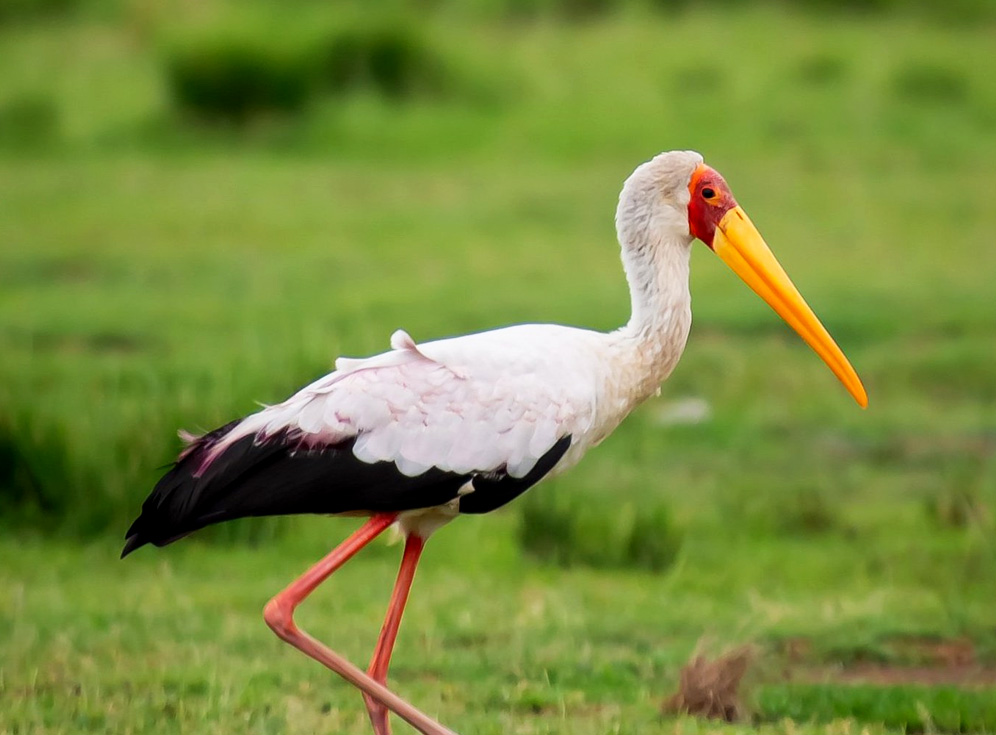 16-day-uganda-forest-bird-watching-safari 16-day-uganda-forest-bird-watching-safari