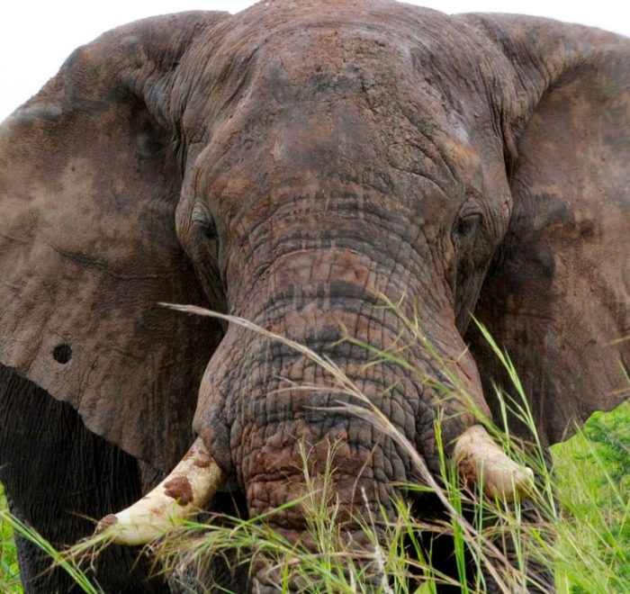 3-days-murchison-falls-safari-uganda