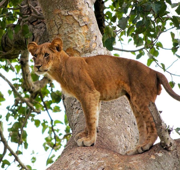 3-days-queen-elizabeth-safari-in-uganda