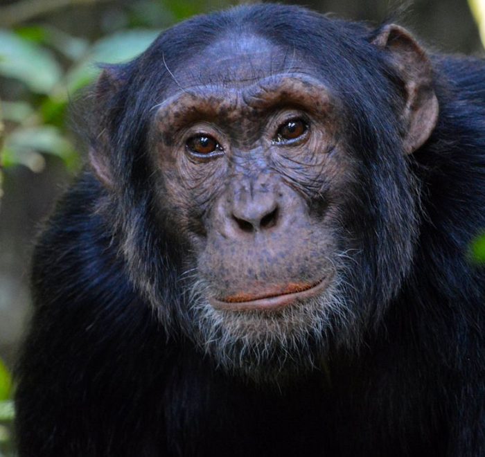 5-days-uganda-gorilla-and-chimpanzee-trekking-package