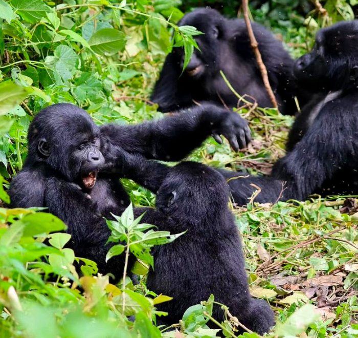 5-days-uganda-gorilla-trekking-safari-holiday