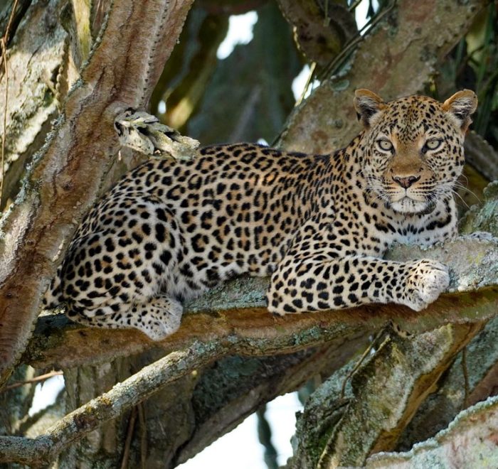 6-days-uganda-wildlife-safari-holiday