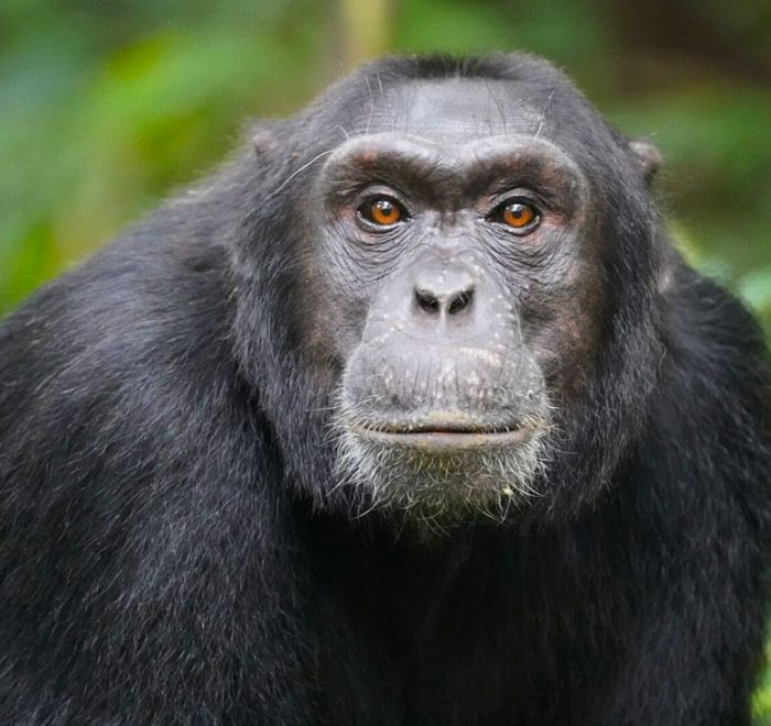 7-days-uganda-primates-safari-package